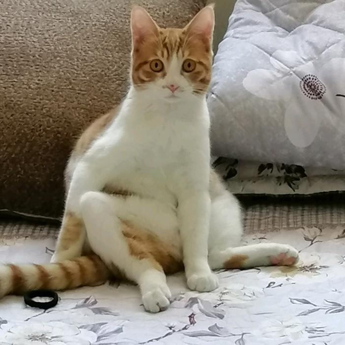 方芳