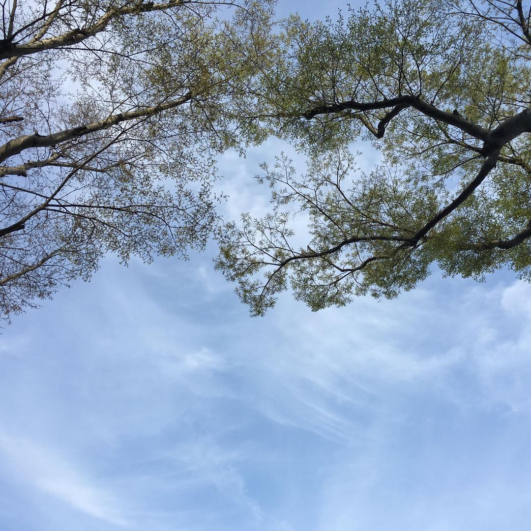 志哥抖花木-孙大圣
