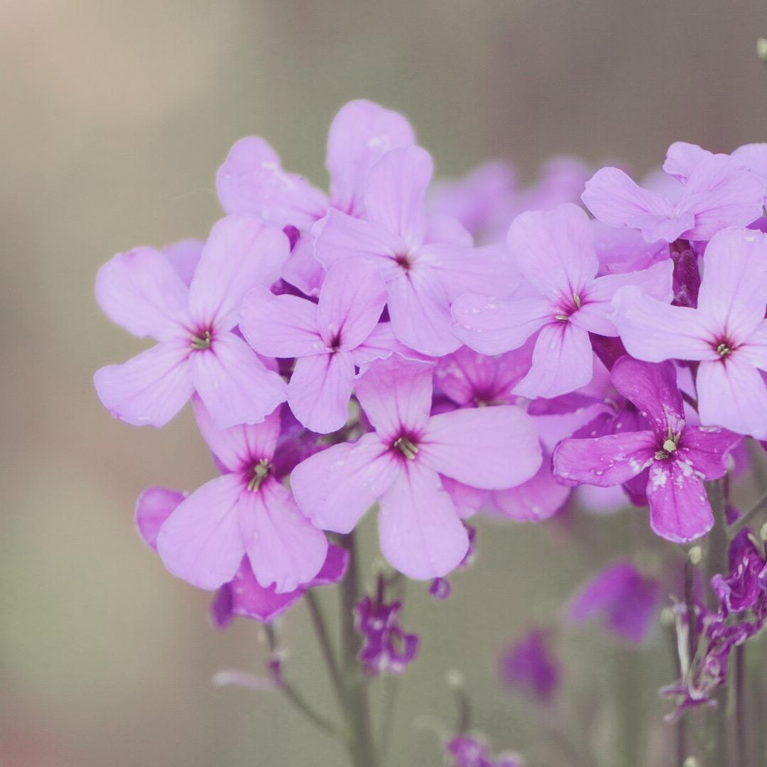 凉拌芒果