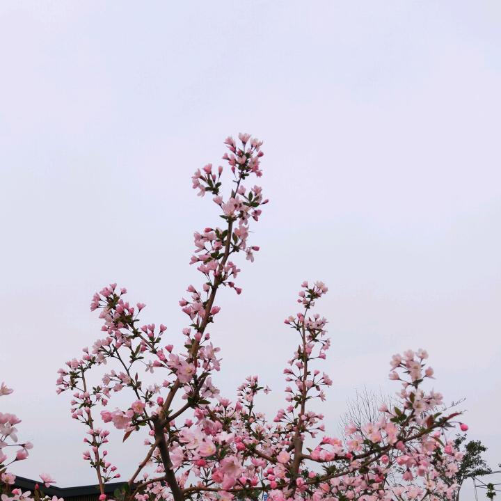 小呆呆