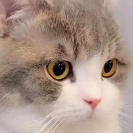 小花猫