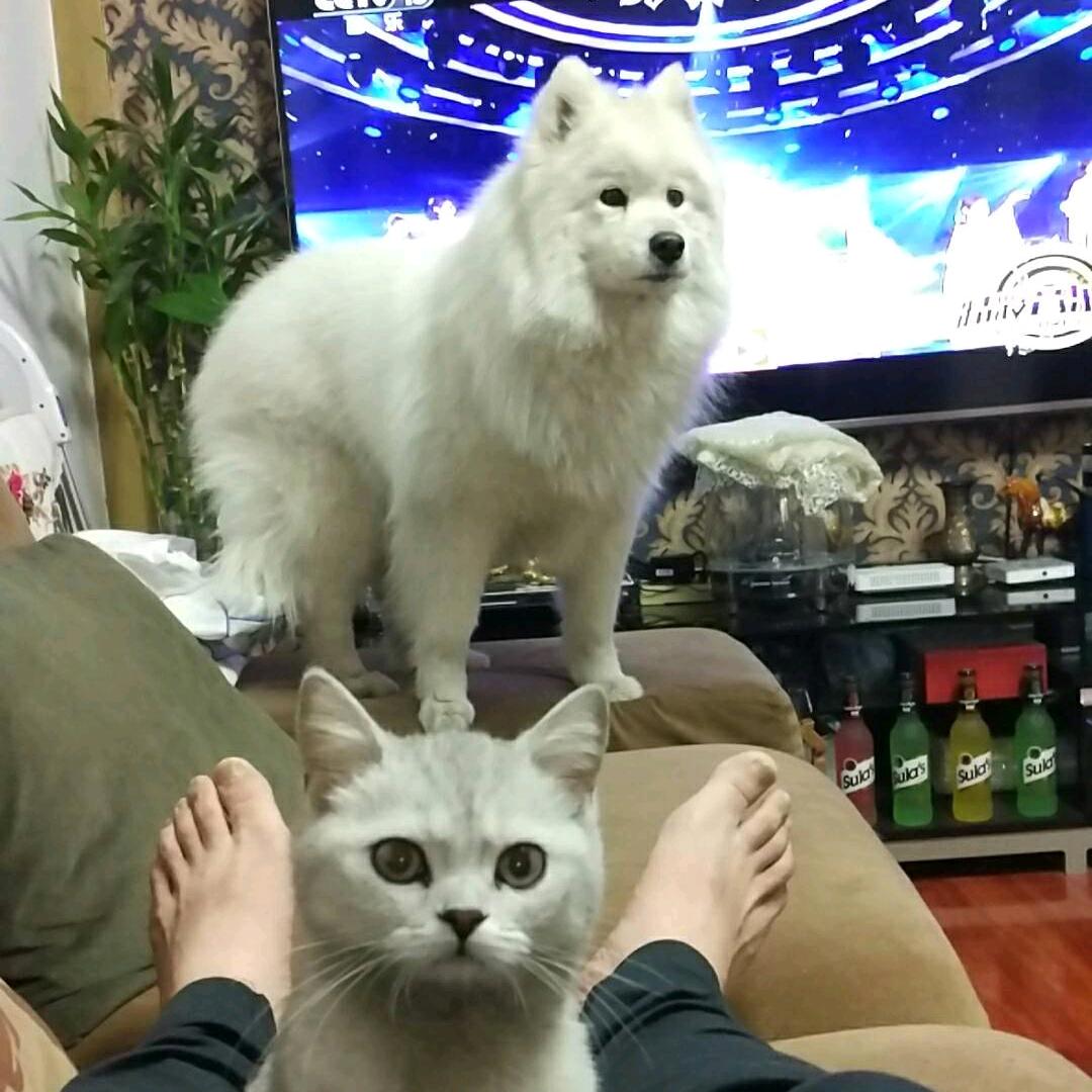 葫芦娃