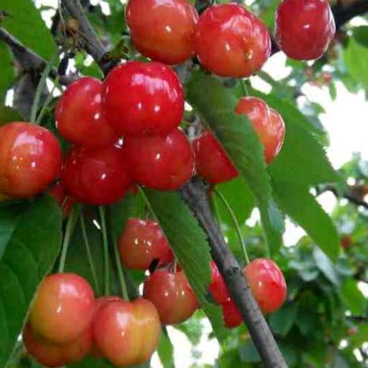 吴姐（拒私聊）