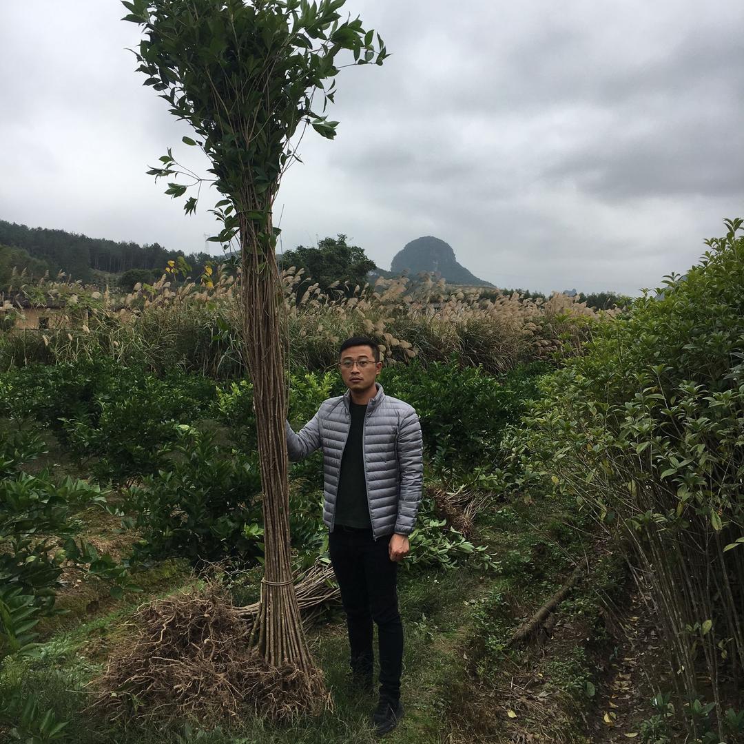 黎所当然