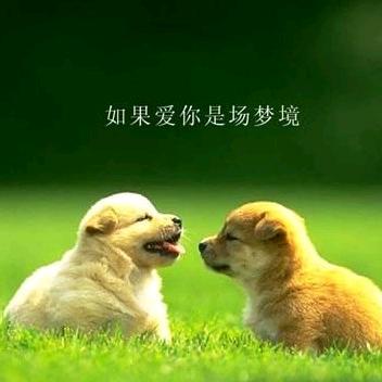 相思红豆