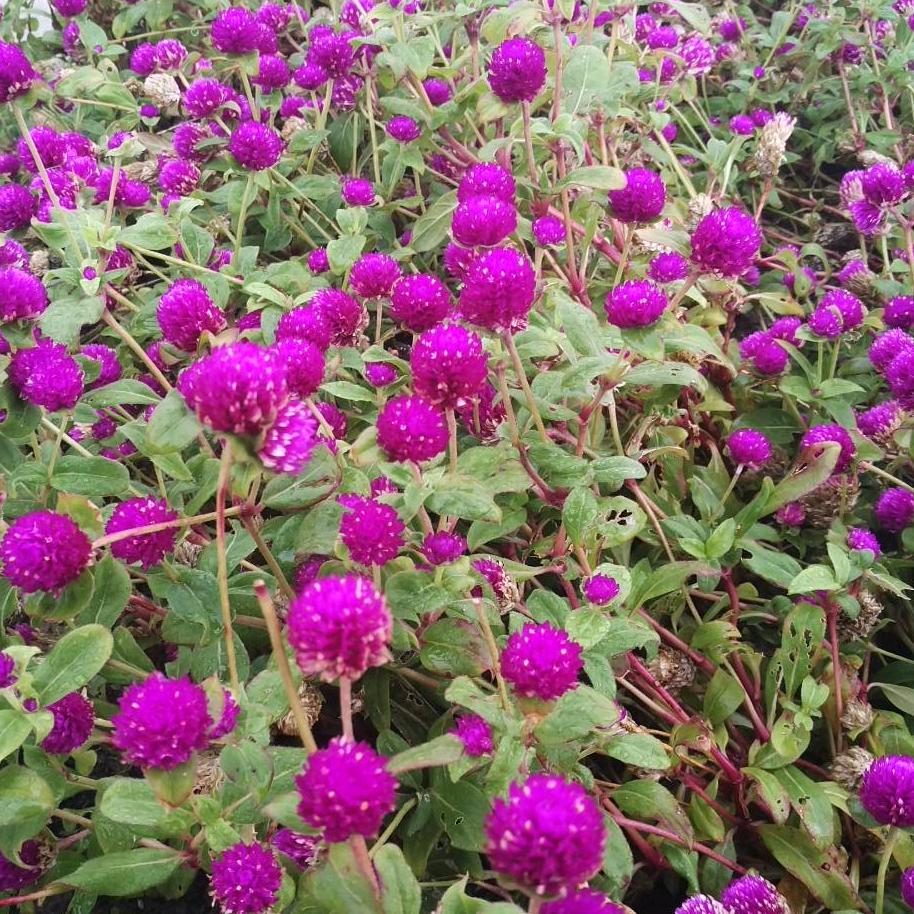 😊淘气爆棒棒堂