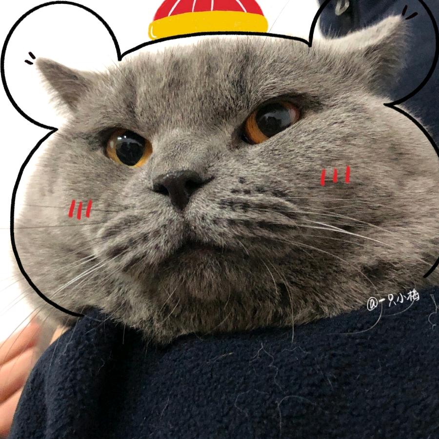 @猫七