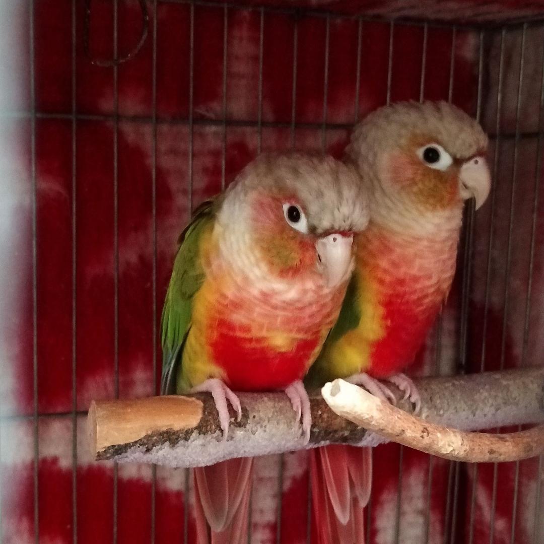 寿光市侯镇家有爱宠宠物店