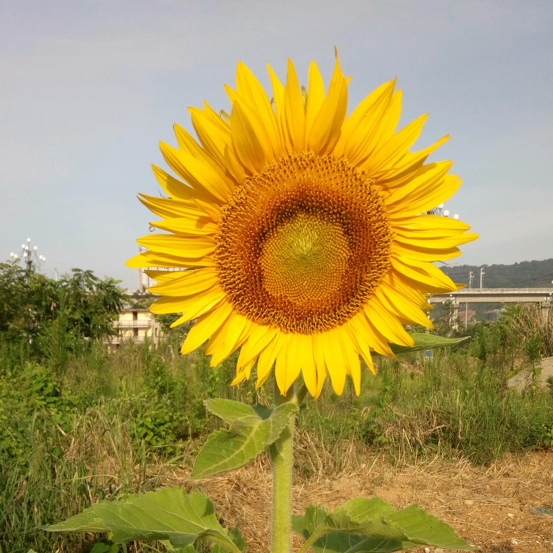 扶子夫