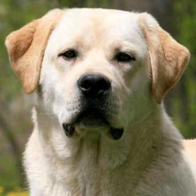阿进拉布拉多犬舍