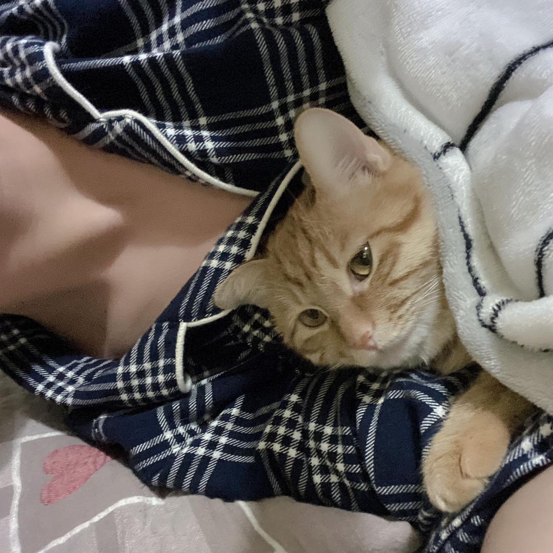 十九是只橘猫！