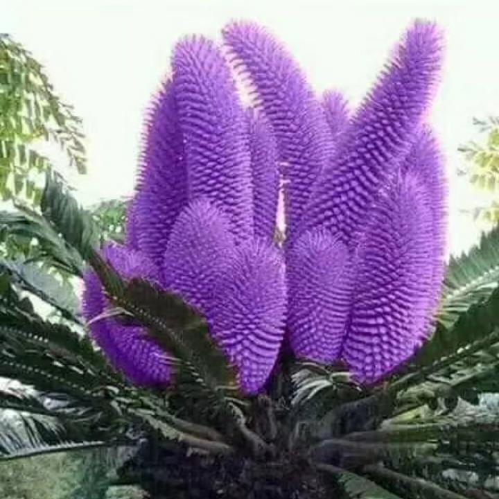 🌷🌷武哥🌷🌷