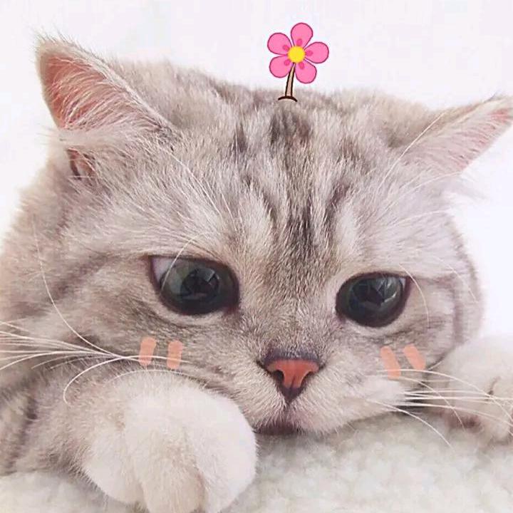 ヾ威朗普ゞ