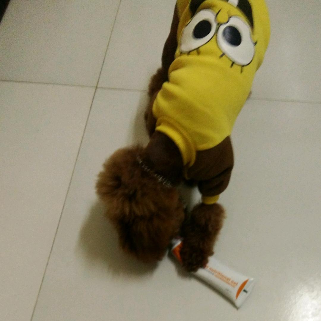 捣乱的皮蛋