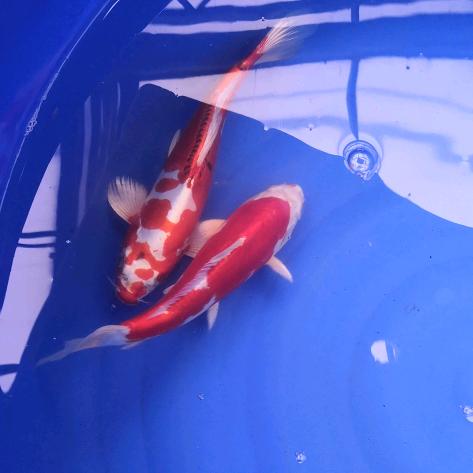 鱼水阁