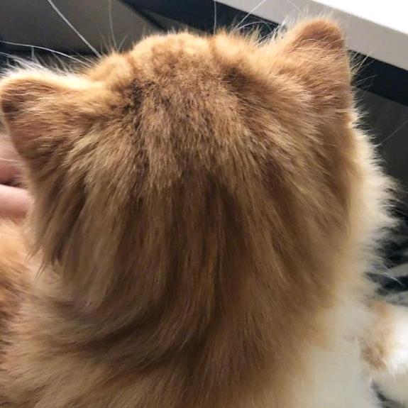 不辣姬