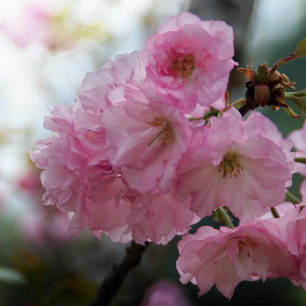 广东樱山花谷