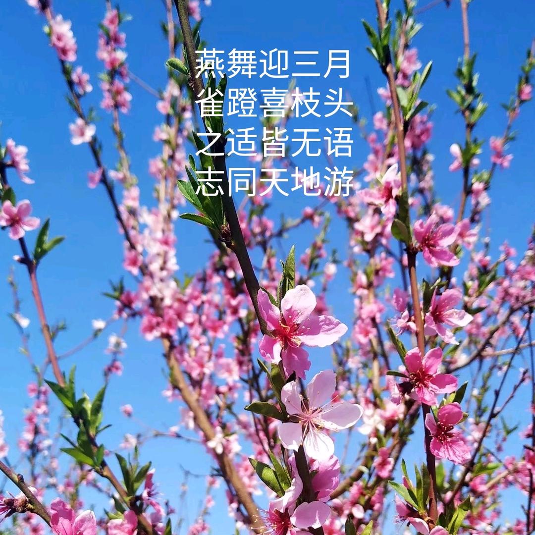 燕雀之志
