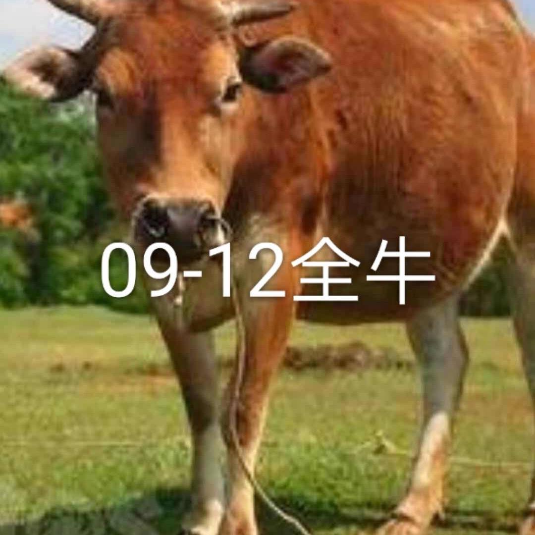 牛肉李姐