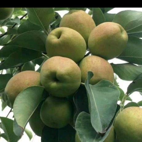 每一天，为明天！🌴👍🍀🇨🇳🍐