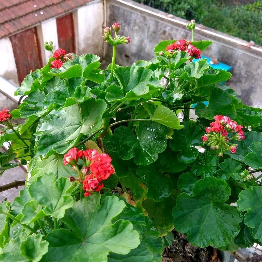 🌸花