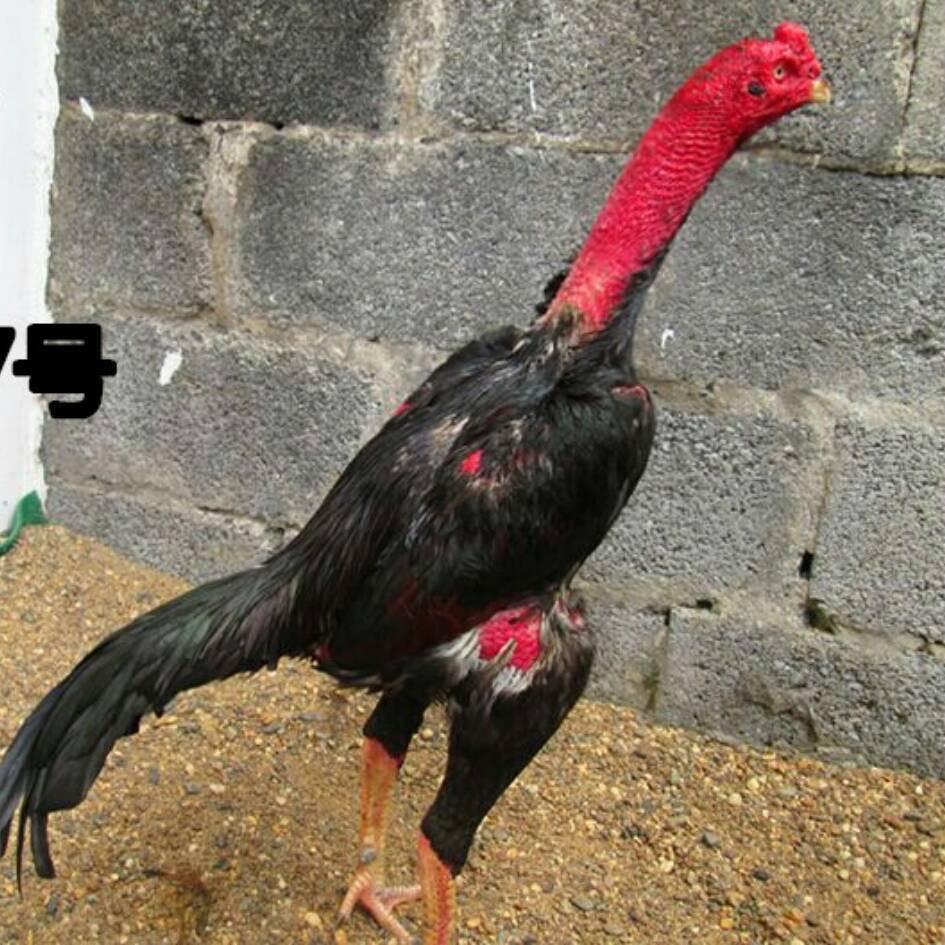 春鸿斗鸡养殖场