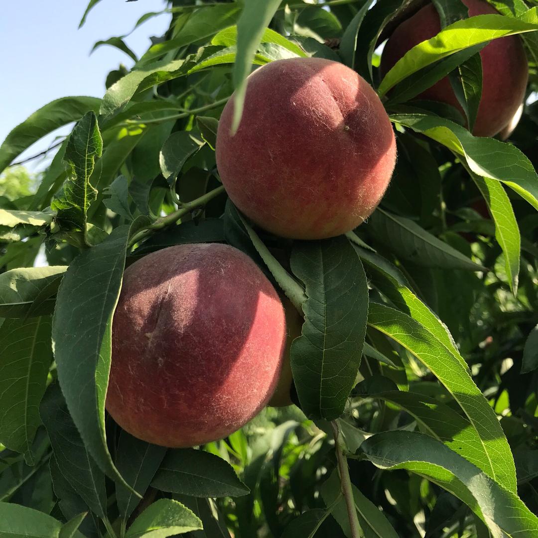 新品种桃树推广种植（林领果树）