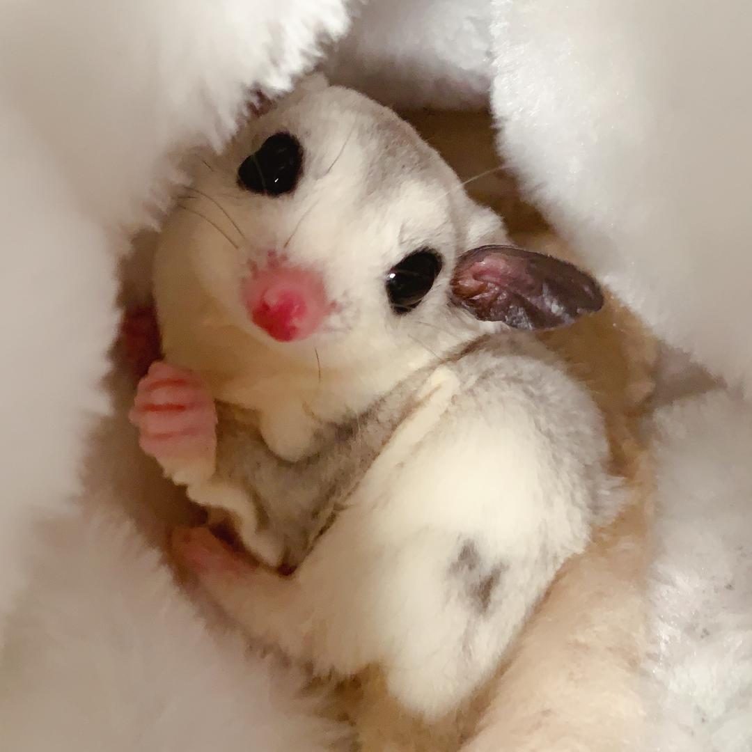 不要叫我羊头叫羊驼