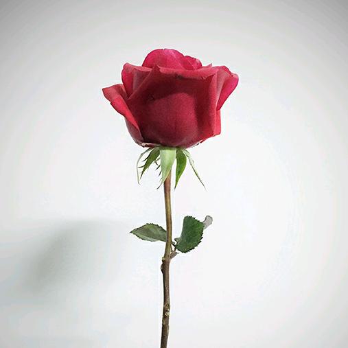 🌱勇敢的王同学🌻