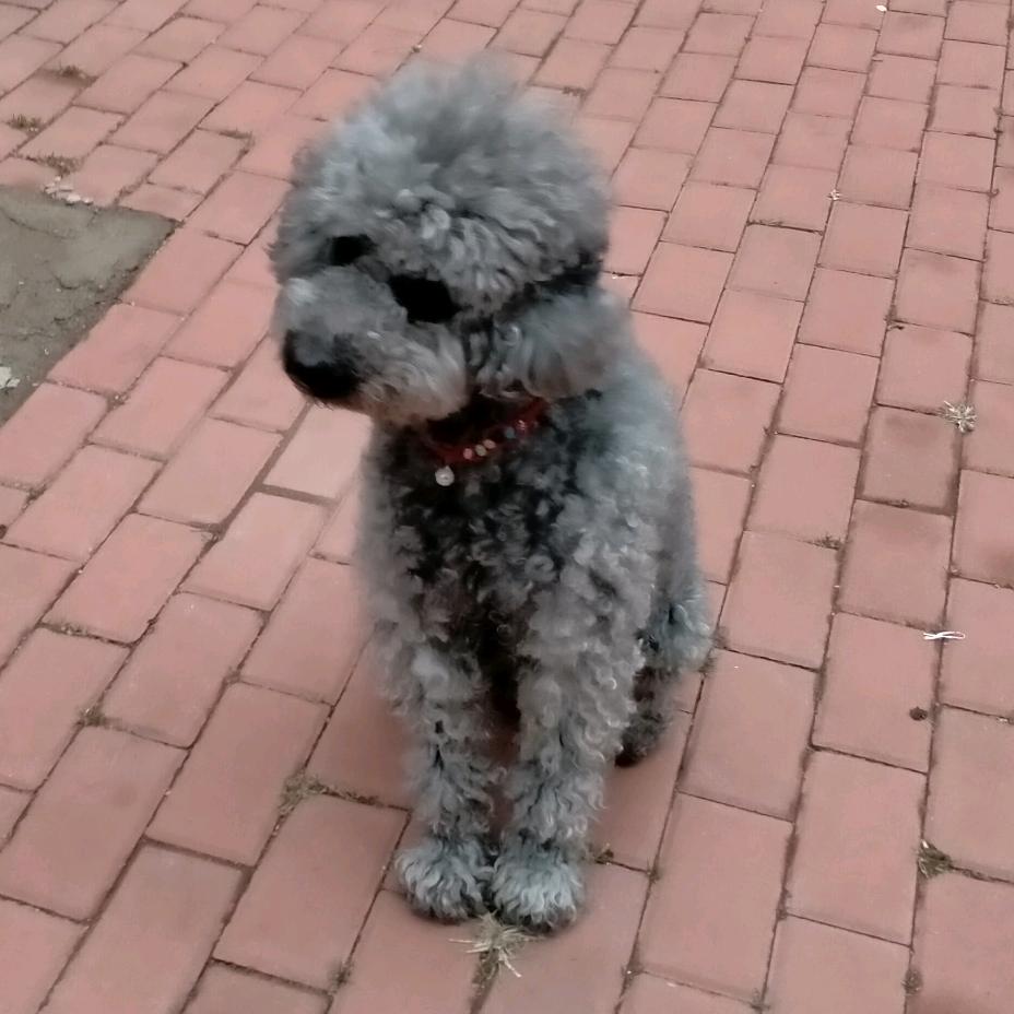 慧琴
