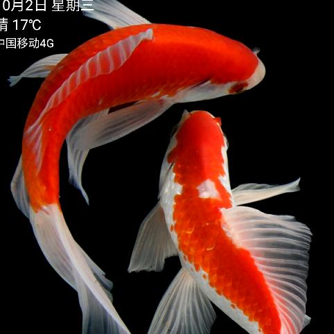 郭俊成