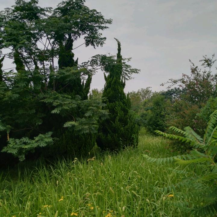 淄博威览园林工程