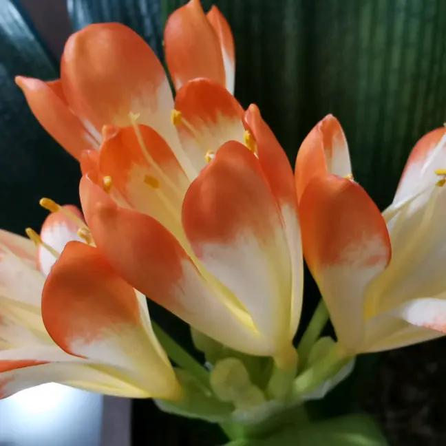 侯芳