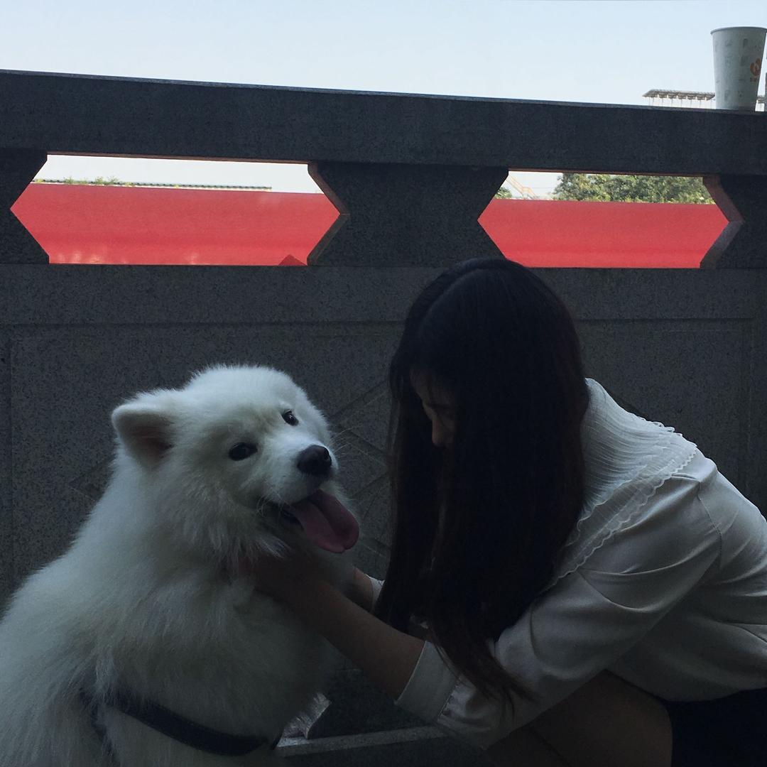 一只小猪猪