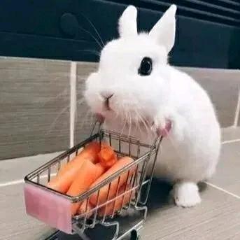 别拽我兔耳朵👂呀