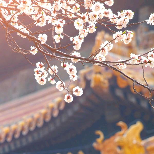 简单迷离