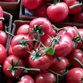 小薛连云港蔬菜批发