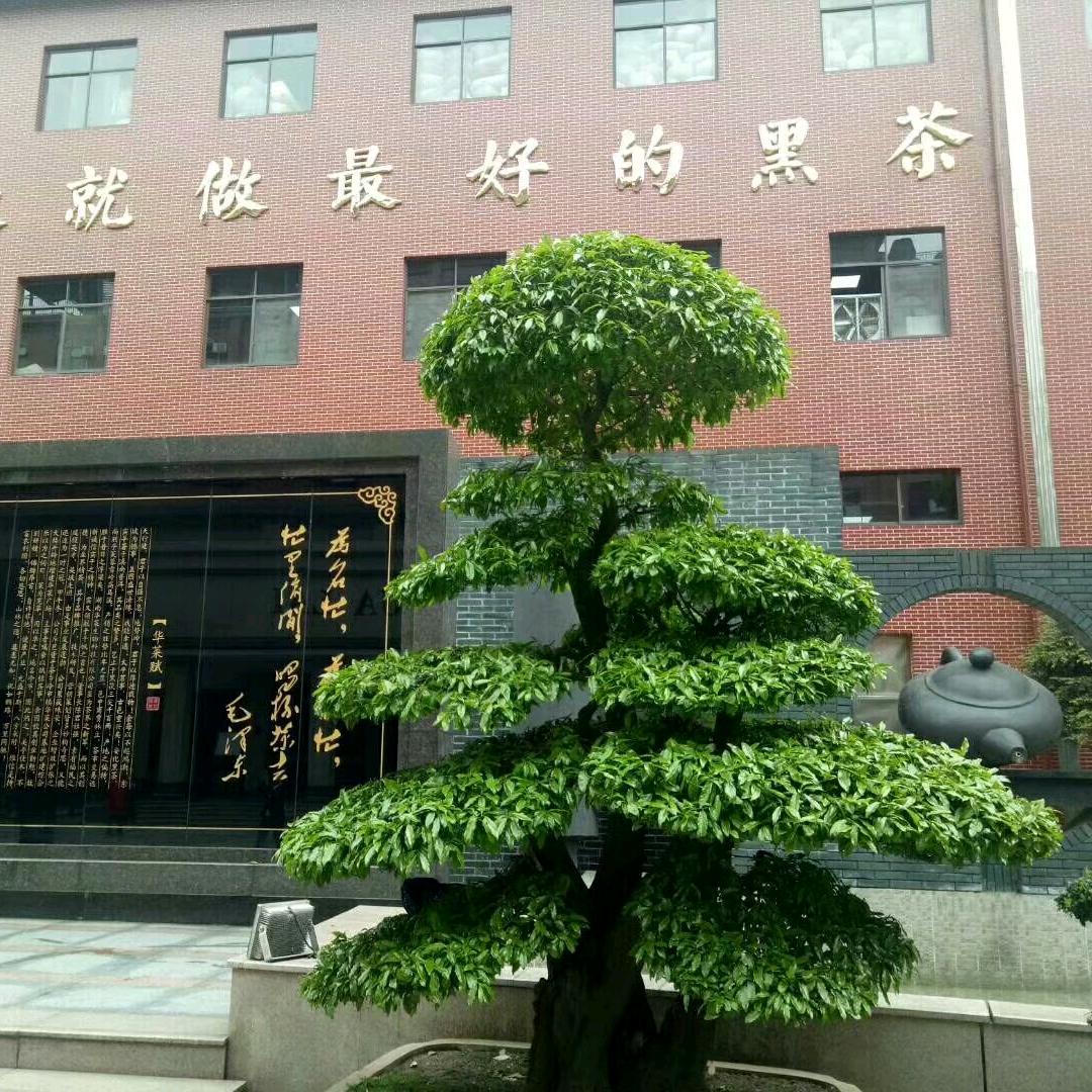 静赏一场花落