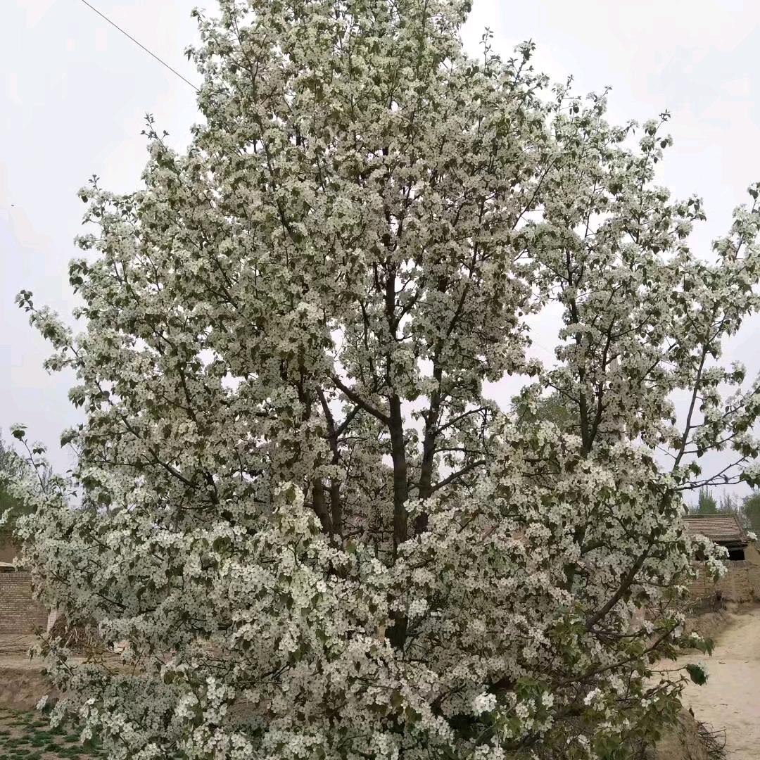 圣迪威厨卫，女人如烟，用户437676