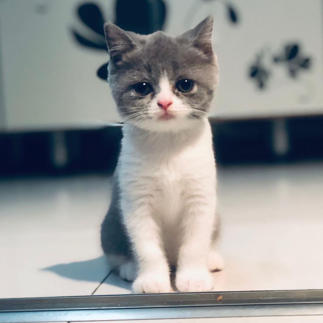 本喵叫兔兔@抖音