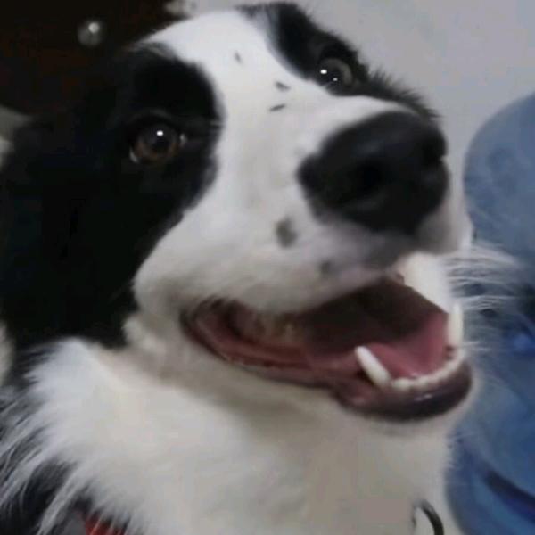 戈弗雷