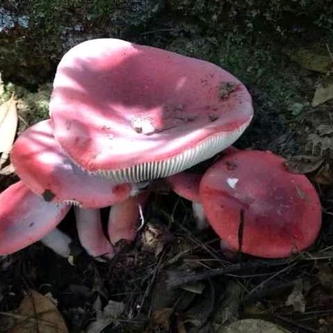 贵洋茶庄