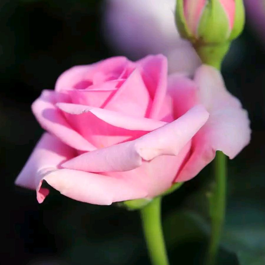 顺其自然(拒绝合拍、私聊)芬