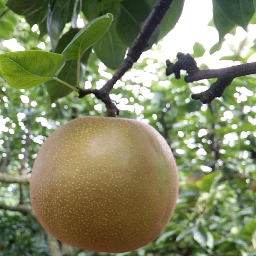 紫荆花