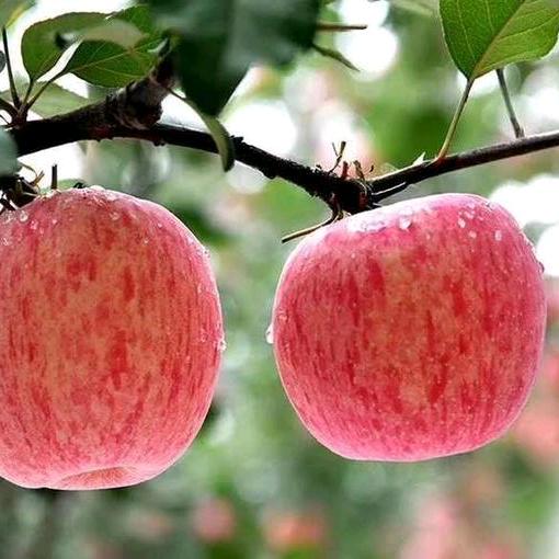 小山东生态园之鲜果太子店