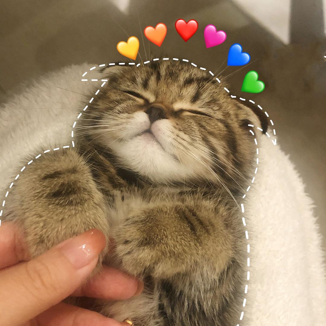 七只的憨憨