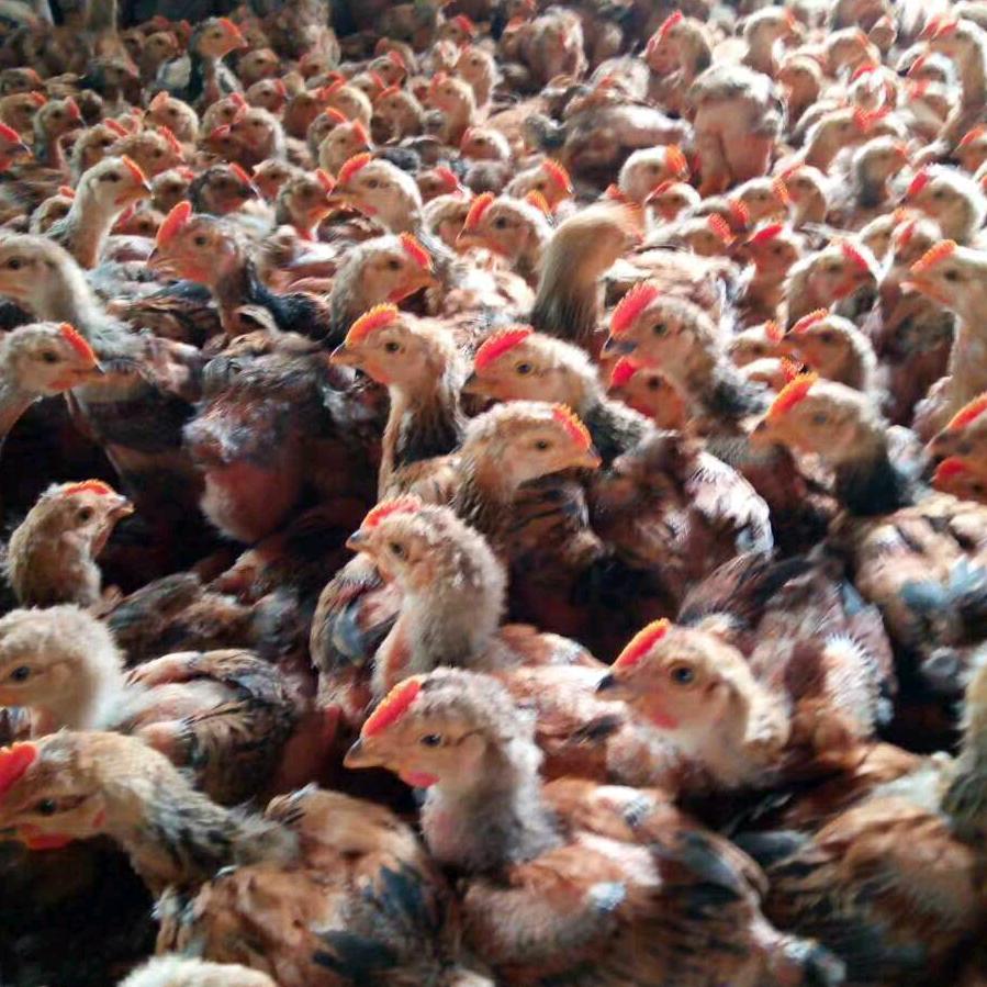 小程（四川家）