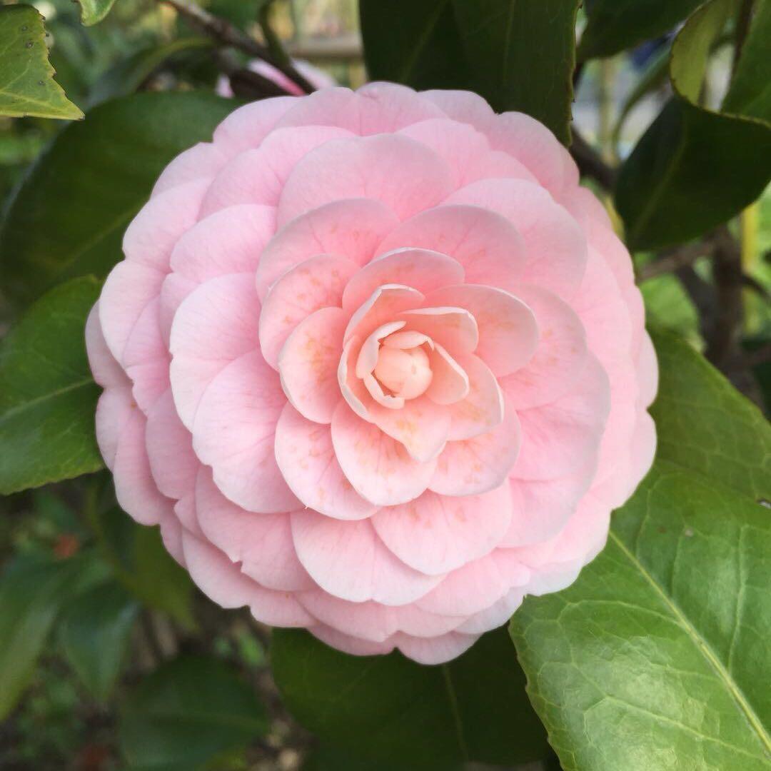 李得花