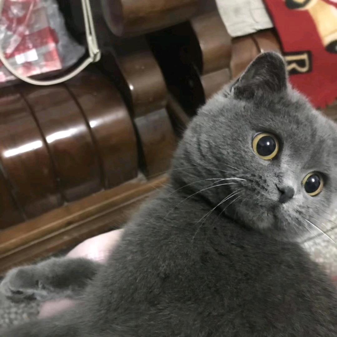 叶枫