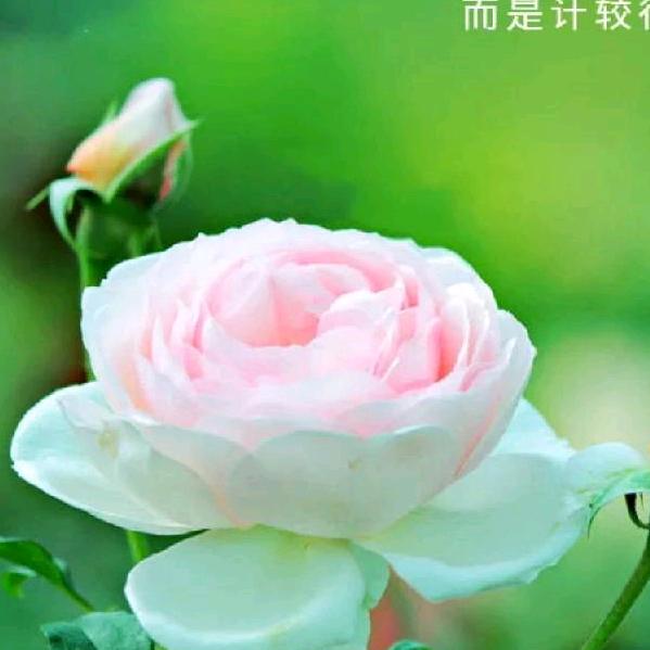 ❤️执蔡♀之手🌹与李♂偕老❤️